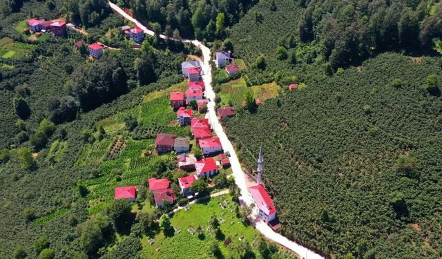 Aybastı Alacalar’da 3 Kilometrelik Beton Yol Çalışması Sürüyor