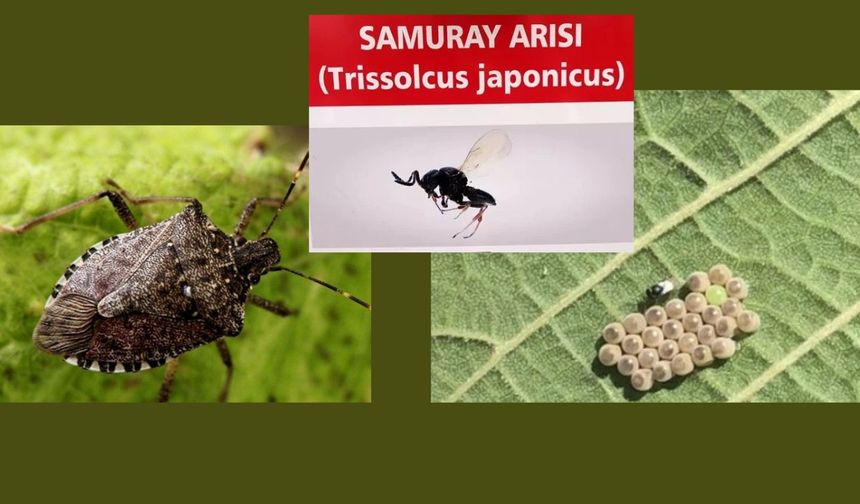 ORDU’DA SAMURAY ARILARIYLA KAHVERENGİ KOKARCA MÜCADELESİ SÜRÜYOR