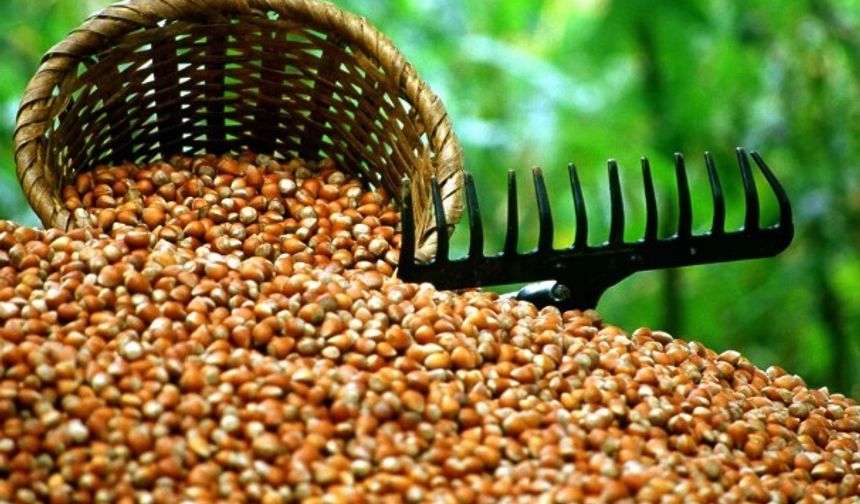 ORDU’DA SERBEST PİYASADA FINDIK 170 TL'DEN İŞLEM GÖRÜYOR