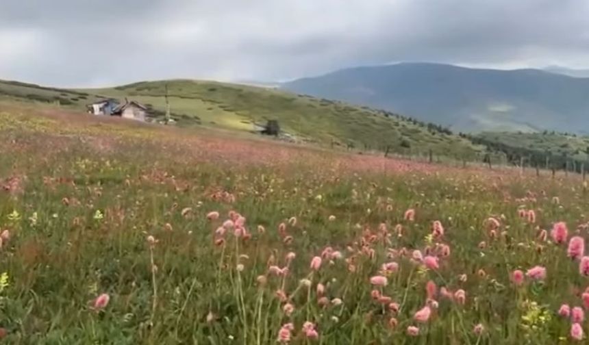 “SERİNLİĞİN VE HUZURUN ADRESİ ÇAMBAŞI İLE TURNALIK”