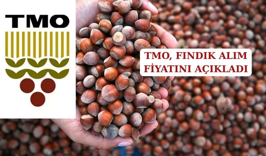 TMO 2025/2026 FINDIK ALIM FİYATLARINI AÇIKLADI