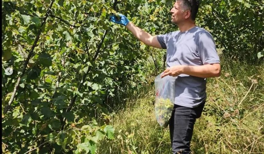 ORDU’DA FINDIKTA PESTİSİT DENETİMİ YAPILDI