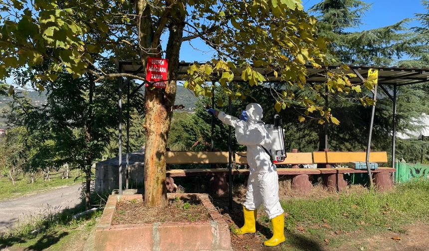 KAHVERENGİ KOKARCAYA KARŞI MÜCADELE SÜRDÜRÜYOR