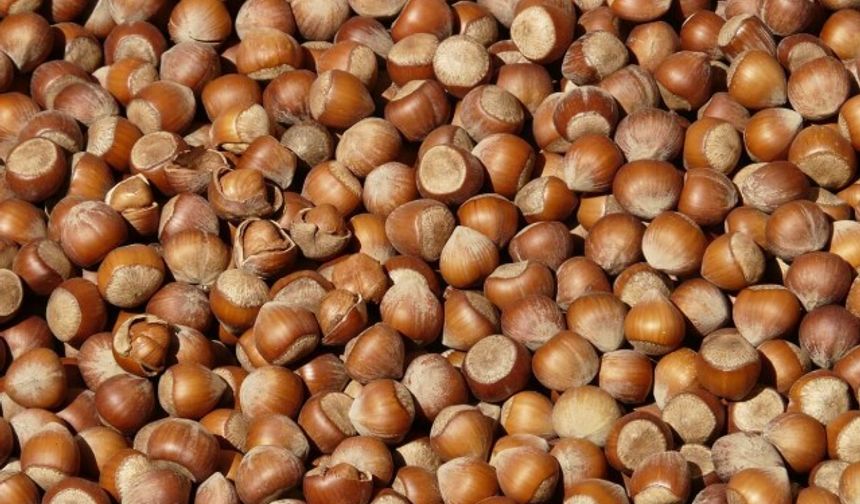 FINDIK PİYASASINDA CANLANMA VAR