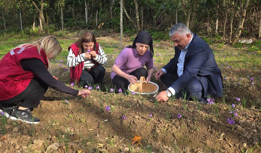 PERŞEMBE İLÇESİNDE SAFRAN HASADI BAŞLADI