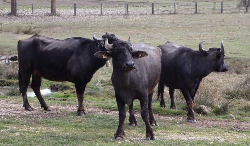 ORDU MANDA YETİŞTİRİCİLİĞİNDE DEV DESTEKTEN YARARLANACAK