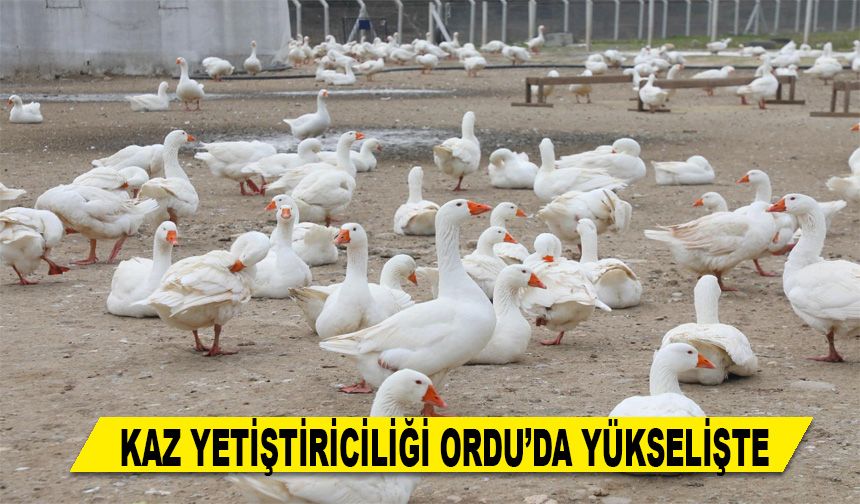 KAZ YETİŞTİRİCİLİĞİ ORDU’DA YÜKSELİŞTE