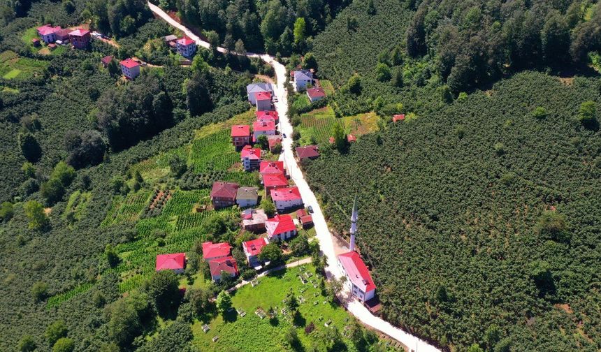 Aybastı Alacalar’da 3 Kilometrelik Beton Yol Çalışması Sürüyor