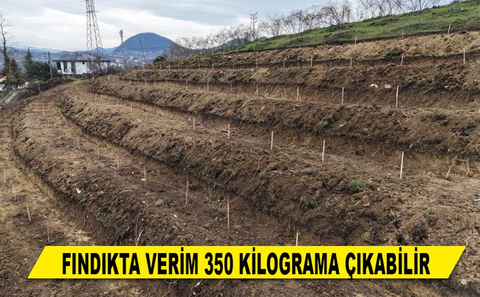 FINDIKTA VERİM 350 KİLOGRAMA ÇIKABİLİR