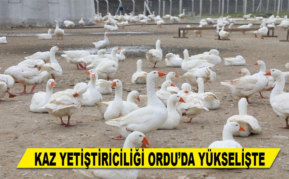 KAZ YETİŞTİRİCİLİĞİ ORDU’DA YÜKSELİŞTE