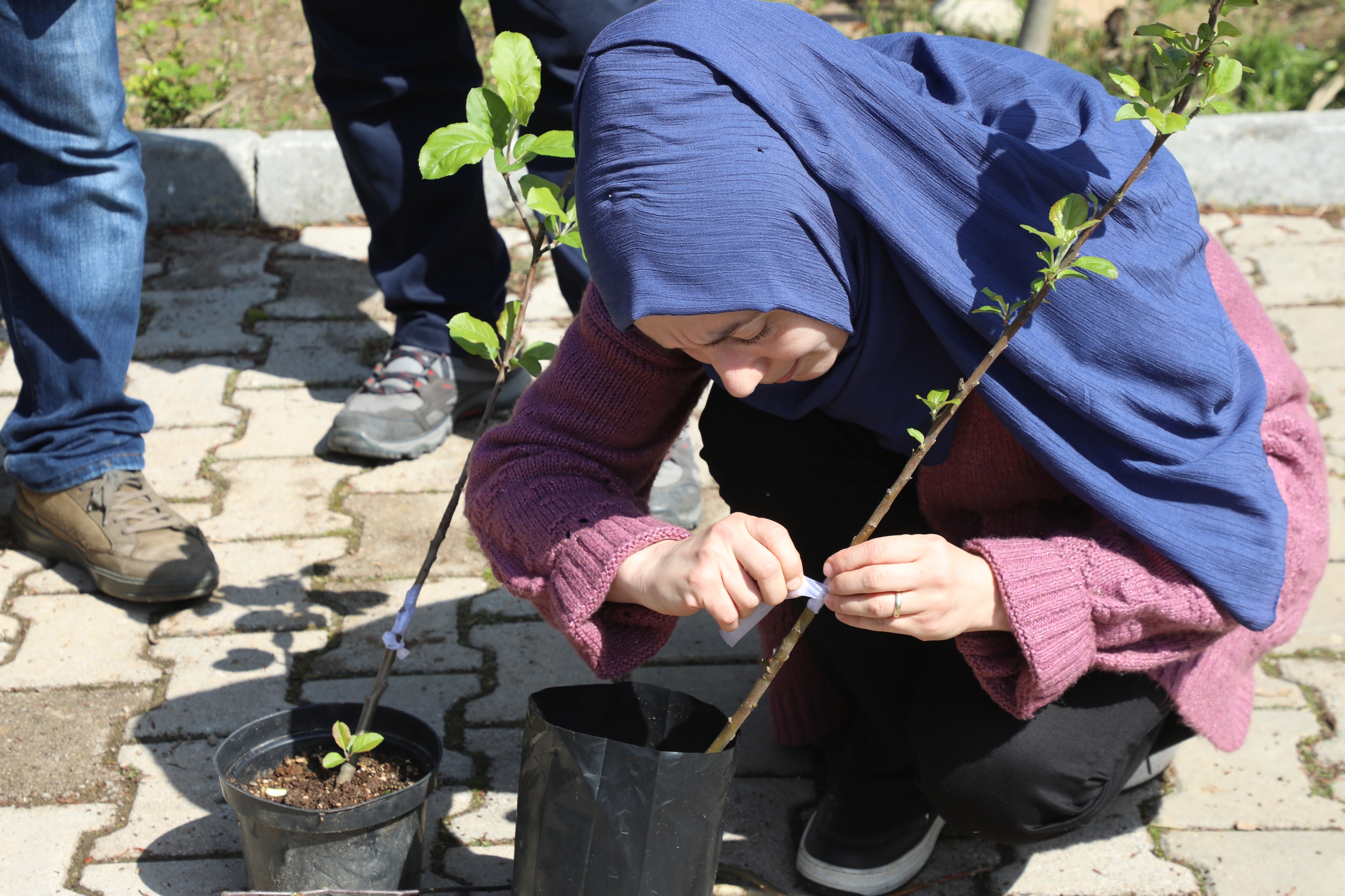 Ordu’nun Meyve Ağaçlari Profesyonel Ellerde Aşilanacak (3)