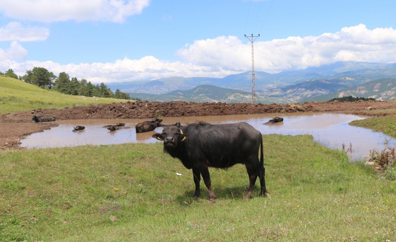 Ekran Görüntüsü 2025 11 05 134114